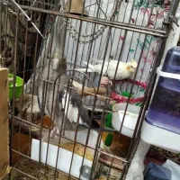 جفت عروس هلندی لوتینو سینامون