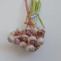 سیر محلی گیلان