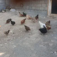مرغ تخم گذار