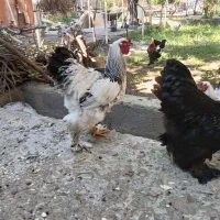 خروس برهما سیاه و سفید