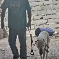 مربی سگ آموزش سگ غذا سگ