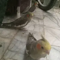 عروس هلندی