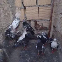 کبوتر