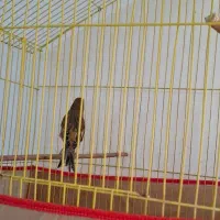 جفت قناری سوخته