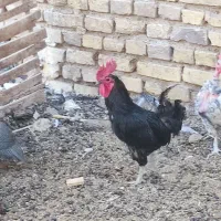 خروس کشتنی
