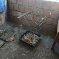 قفس پرنده