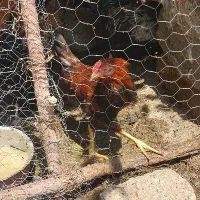 نیمچه خروس