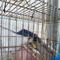 فروش پرنده ،سهره و عروس هلندی