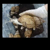 کار در منزل پرورش حلزون