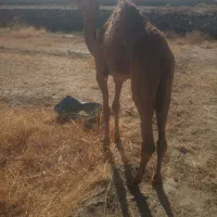 شتر خوب برای مالداری