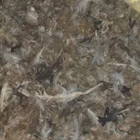 بار کفتر