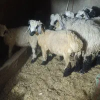 سه عدد گوسفند نر