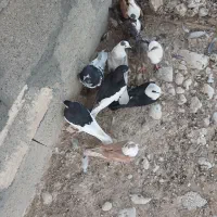 کبوتر