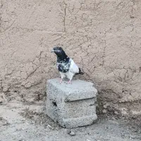 گوی باش گوی گویروخ
