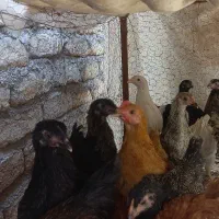 جوجه مرغ محلی گلپایگانی وامروک