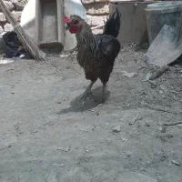 مرغ بومی تخم گذار