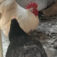 مرغ و خروس کوشین