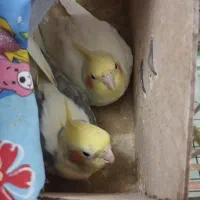جفت مولد،هر دوره ۵تا تخم میذارن