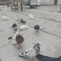 پرنده|پرنده|اصفهان, قهاب جنوبی|دیوار