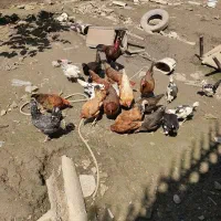 مرغ محلی وگردن لخت جوجه گلین وخروس ومرغ وخروس گلین