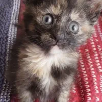 واگذاری بچه گربه ماده dsh