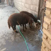 دو راس بره افشاری