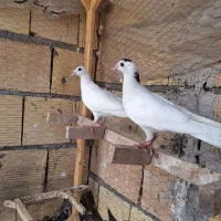 جوجه کفتر  خال