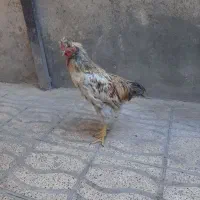 نیمچه مرغ و خروس