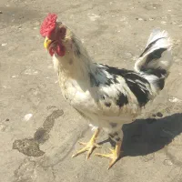 خروس چهل تاج گلین لری.