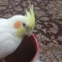 عروس هلندی گم شده