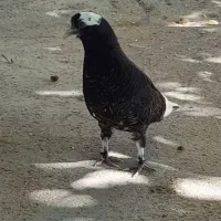 کفتر|پرنده|شاهین دژ, |دیوار