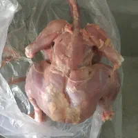 مرغ تمیز کرده آماده غذایه حیوانات