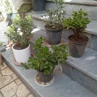 یک گلدان محبوبه شب برای فروش