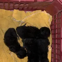 واگذاری بچه گربه