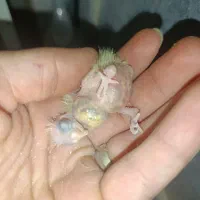 عروس هلندی مولد و تک
