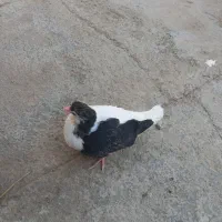 یک جفت رنگه  افشون