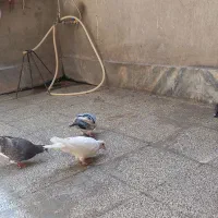 ۲۰۰