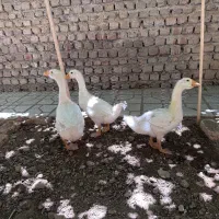 قوغاز لیندا