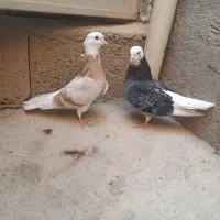 کبوتر
