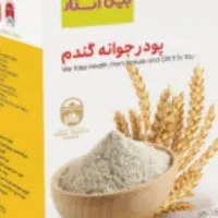 جوانه گندم