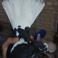 ماده اشعل
