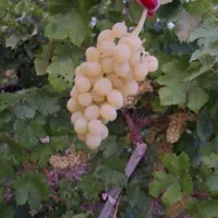 فروش انگور عسکری  فیروزآباد