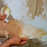 هفرنگ المانی.و دم سفید
