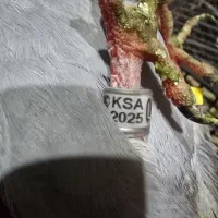 کبوتر پلاک دریایی