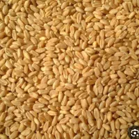 280کیلوگندم بسیارتمیز