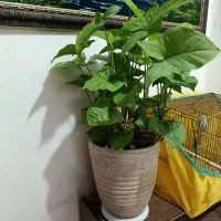 گل شاداب  سینگنیوم