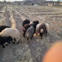 حیوانات مزرعه