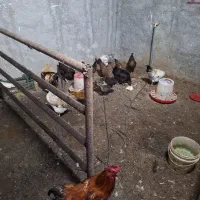 مرغ و خروس محلی