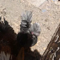 خروس سالم