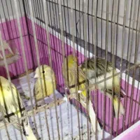 سه عدد جوجه قناری کشیده خوش رنگ دون خور